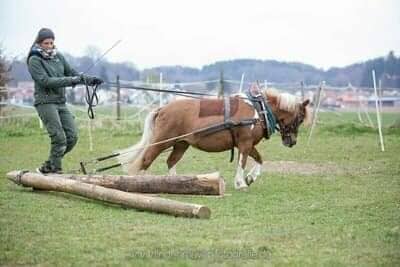 Holzrücke Kurs - Achtung nur für eingefahrene Pferde